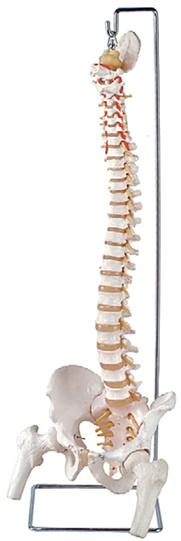 Flexible Vertebral Column with Open Sacrum and Femur Heads